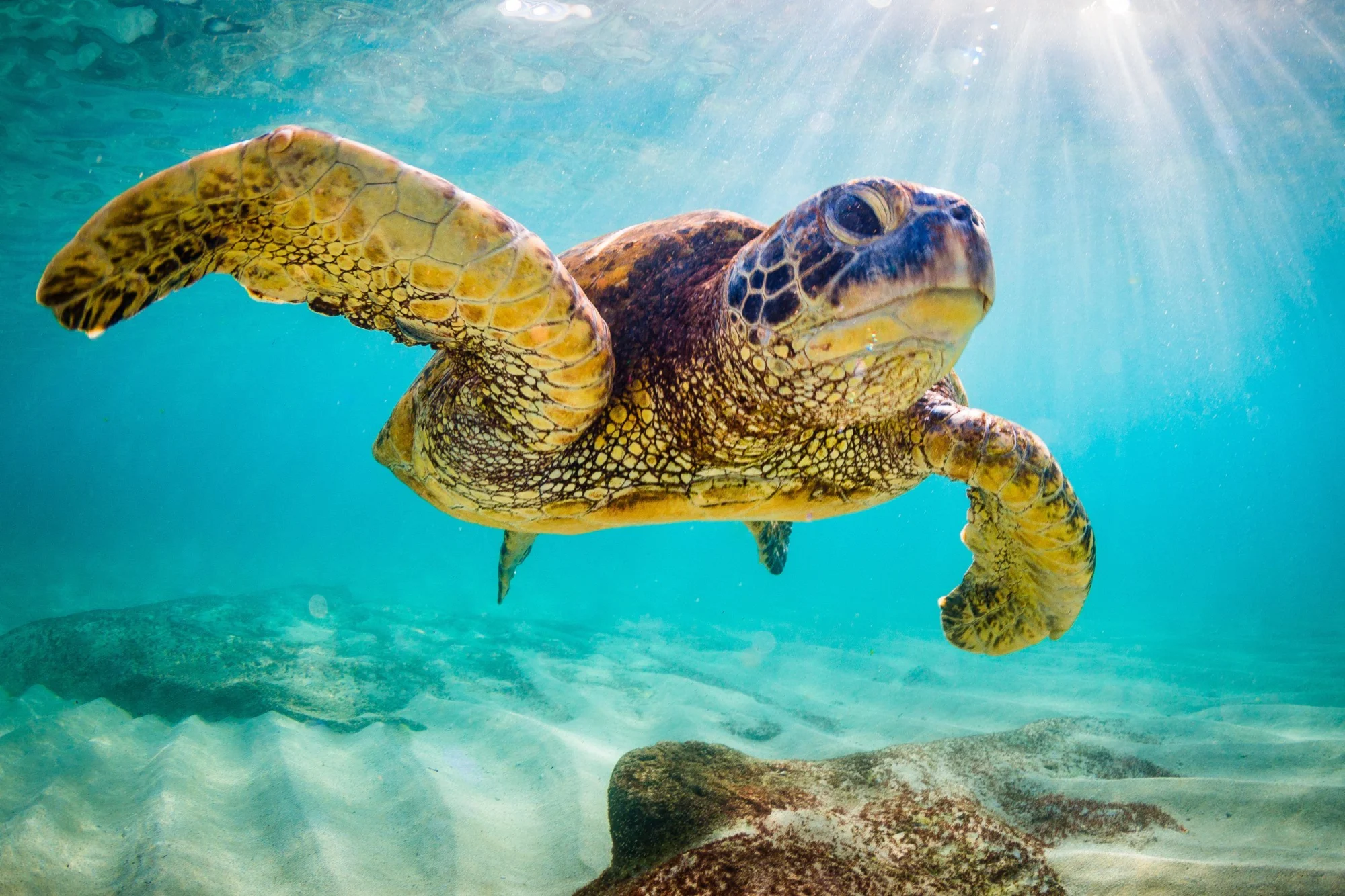 centenarian-tortoises-timeless-turtles.jpeg Centenarian Tortoises & Timeless Turtles