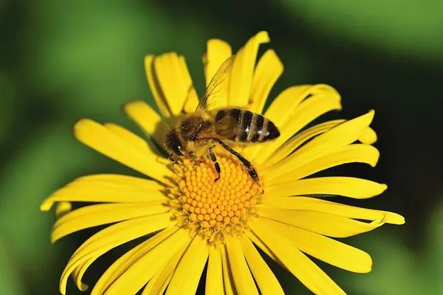 beautiful-busy-bees.jpg Beautiful Busy Bees